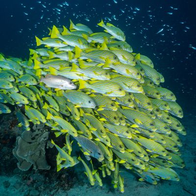 Raja-Ampat-2026-04-141